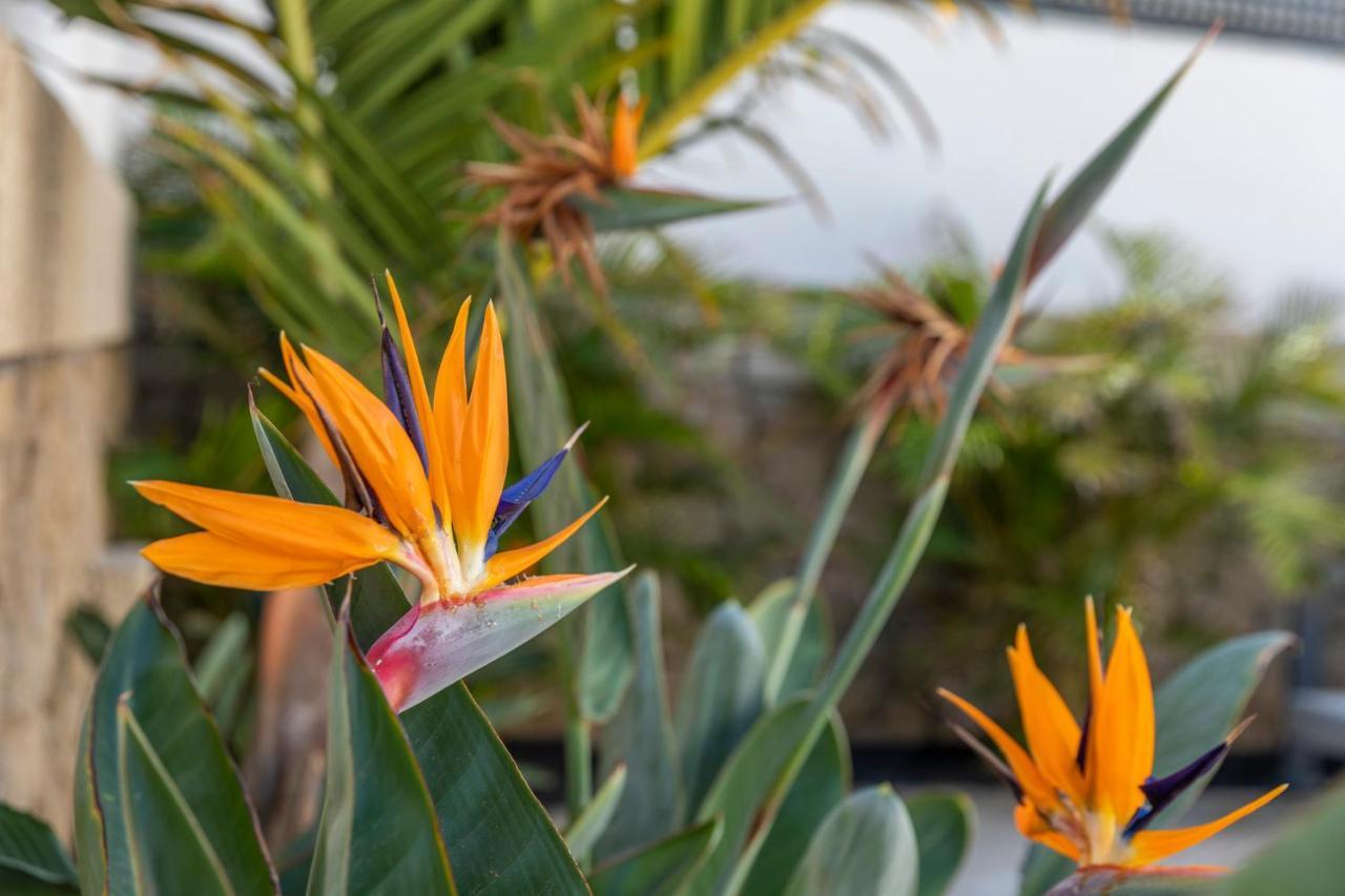 Medano4You The Strelitzia Terrace El Médano Kültér fotó