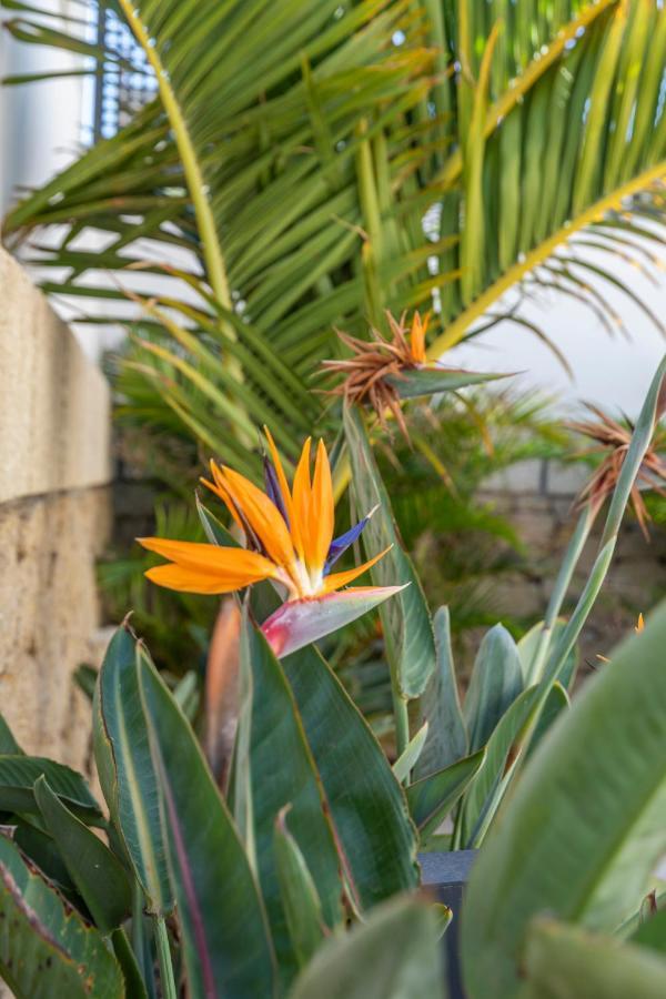 Medano4You The Strelitzia Terrace El Médano Kültér fotó